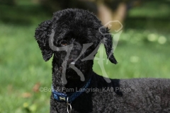 Poodle - Miniature