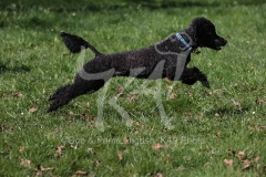 Poodle - Miniature