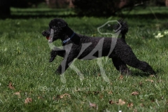 Poodle - Miniature