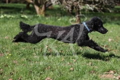 Poodle - Miniature