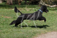 Poodle - Miniature