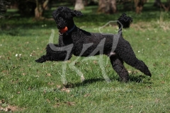 Poodle - Miniature