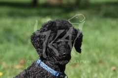 Poodle - Miniature