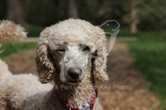 Poodle - Standard