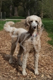 Poodle - Standard