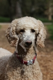 Poodle - Standard