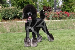 Poodle - Standard