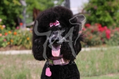 Poodle - Standard