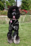 Poodle - Standard