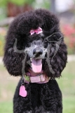 Poodle - Standard