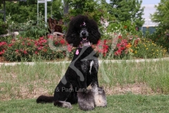 Poodle - Standard