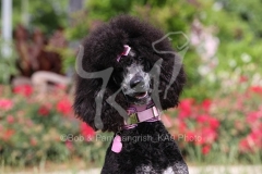 Poodle - Standard