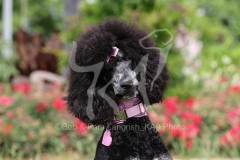 Poodle - Standard