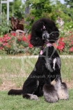 Poodle - Standard
