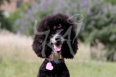Poodle - Standard