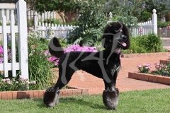 Poodle - Standard