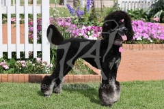 Poodle - Standard