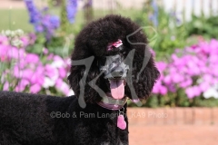 Poodle - Standard
