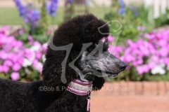 Poodle - Standard