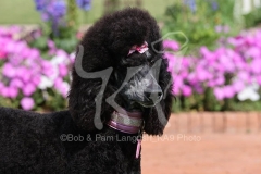 Poodle - Standard
