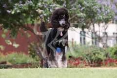 Poodle - Standard