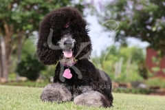 Poodle - Standard