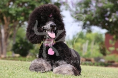 Poodle - Standard