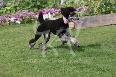 Poodle - Standard