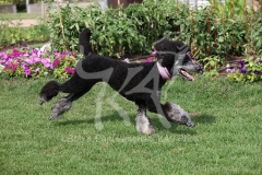 Poodle - Standard
