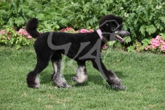 Poodle - Standard