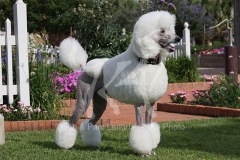Poodle - Standard