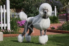 Poodle - Standard