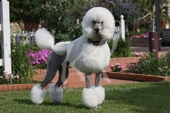 Poodle - Standard