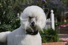 Poodle - Standard