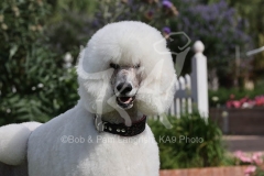 Poodle - Standard