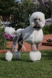 Poodle - Standard