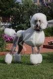 Poodle - Standard