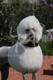 Poodle - Standard