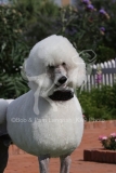 Poodle - Standard