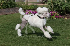 Poodle - Standard