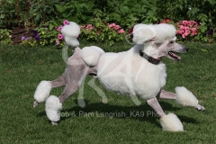 Poodle - Standard
