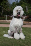 Poodle - Standard