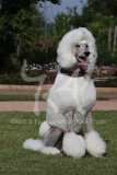 Poodle - Standard