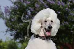 Poodle - Standard