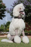 Poodle - Standard