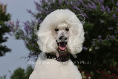 Poodle - Standard