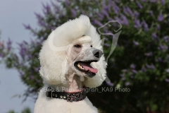 Poodle - Standard