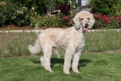 Poodle - Standard