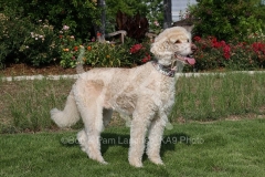 Poodle - Standard