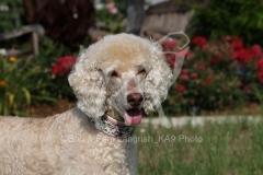 Poodle - Standard